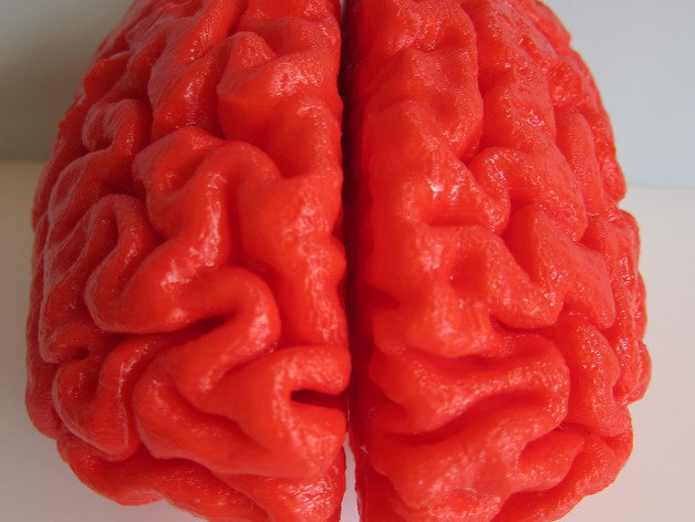 Human Brain, Full Scale
